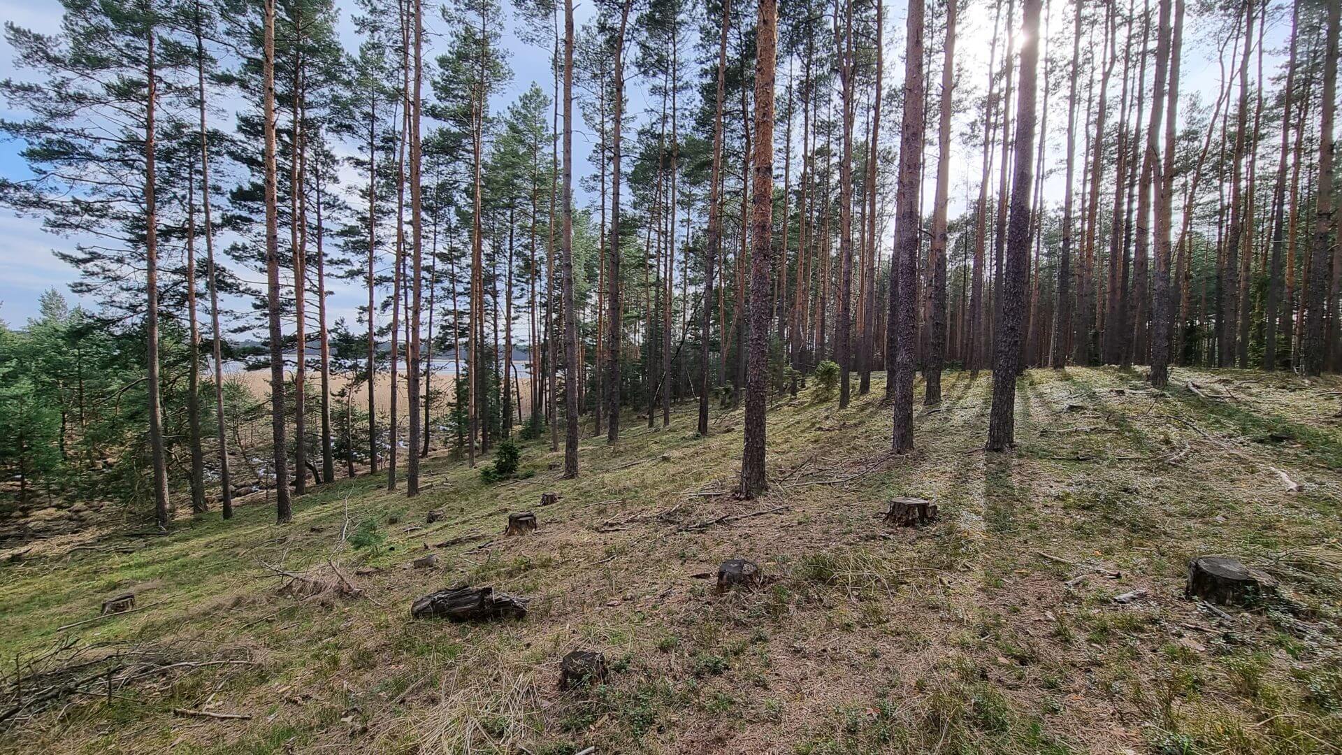 In den Wäldern von Lubliniec in Polen - Urwüchsig schön zum Wandern