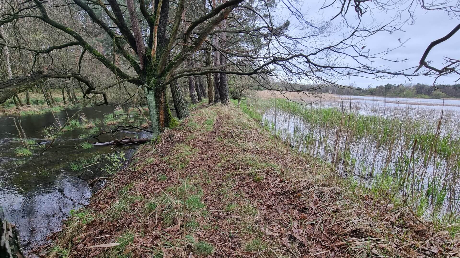 Auf einem kleinen Pfad im Wald von Lubliniec - Erholung für die Seele